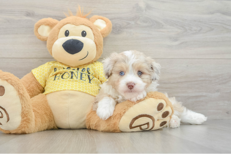 Meet Falk - our Mini Aussiedoodle Puppy Photo 1/3 - Puppy Love PR Adorable Mini Australian Shepherd X Poodle Mix Poodle Mix Puppy