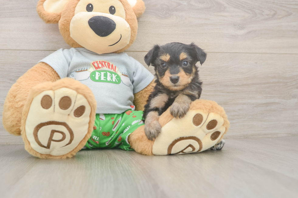 5 week old Mini Aussiedoodle Puppy For Sale - Puppy Love PR