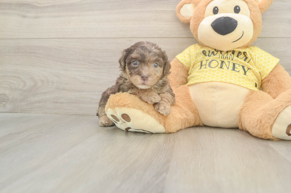 5 week old Mini Aussiedoodle Puppy For Sale - Puppy Love PR