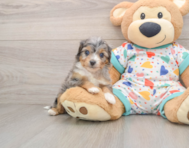 8 week old Mini Aussiedoodle Puppy For Sale - Puppy Love PR