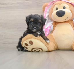 7 week old Mini Aussiedoodle Puppy For Sale - Puppy Love PR