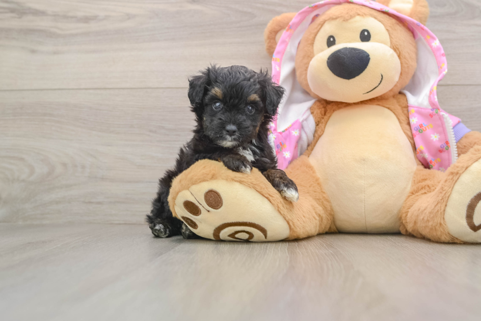 Mini Aussiedoodle Pup Being Cute
