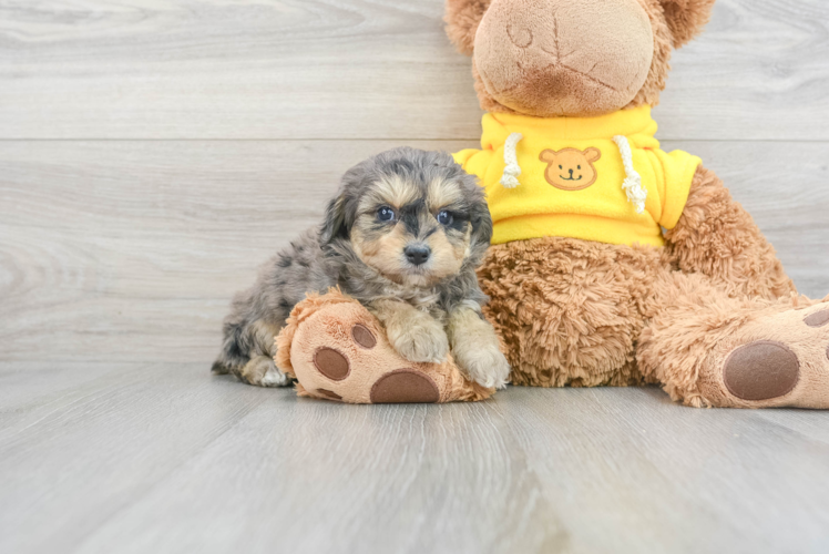 Meet Ferrari - our Mini Aussiedoodle Puppy Photo 1/3 - Puppy Love PR Happy Mini Aussiedoodle Baby