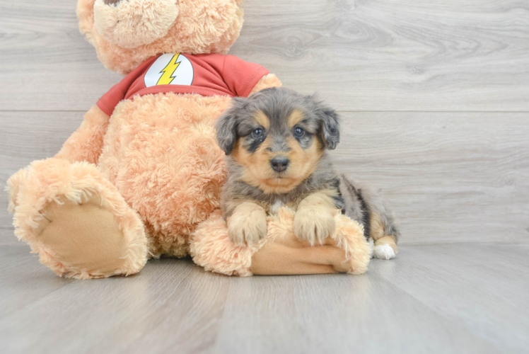 Meet Ferrari - our Mini Aussiedoodle Puppy Photo 1/3 - Puppy Love PR Mini Aussiedoodle Puppy for Adoption