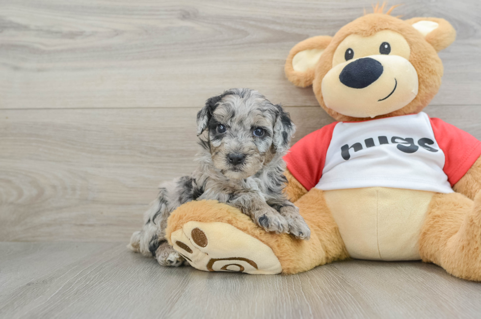 5 week old Mini Aussiedoodle Puppy For Sale - Puppy Love PR