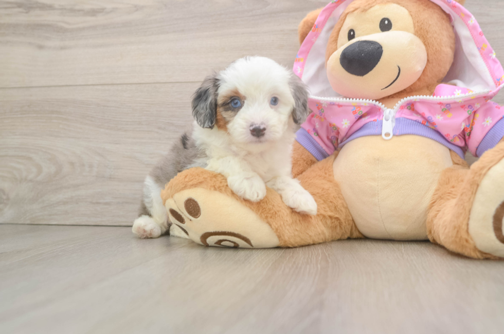 5 week old Mini Aussiedoodle Puppy For Sale - Puppy Love PR