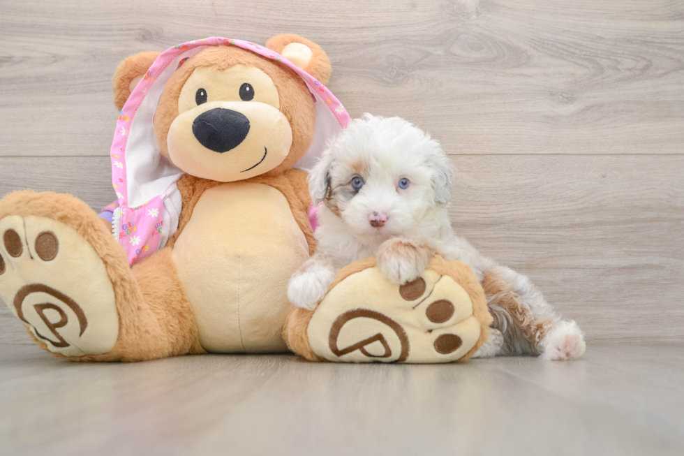 Funny Mini Aussiedoodle Poodle Mix Pup