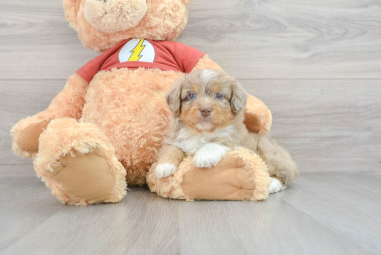 Meet Fey - our Mini Aussiedoodle Puppy Photo 1/3 - Puppy Love PR Happy Mini Aussiedoodle Baby