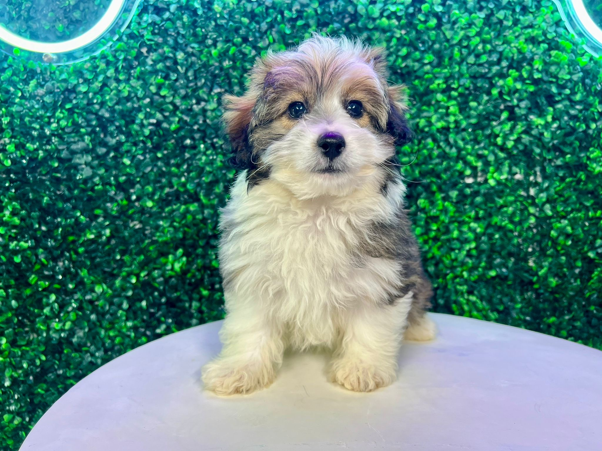 Best Mini Aussiedoodle Baby