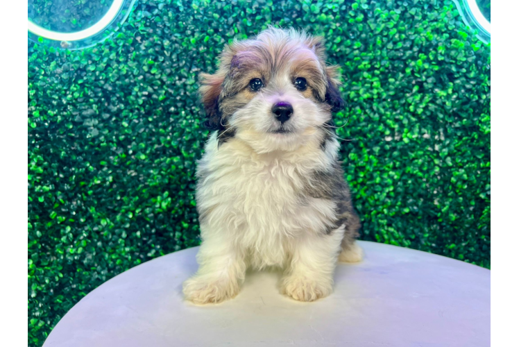 Meet Fey - our Mini Aussiedoodle Puppy Photo 1/4 - Puppy Love PR Best Mini Aussiedoodle Baby