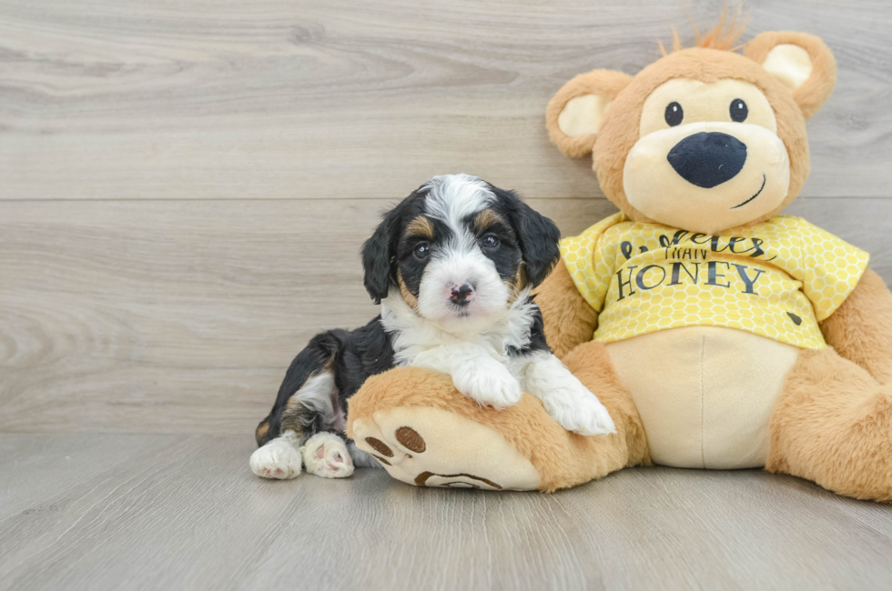 6 week old Mini Aussiedoodle Puppy For Sale - Puppy Love PR