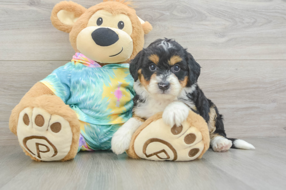 5 week old Mini Aussiedoodle Puppy For Sale - Puppy Love PR