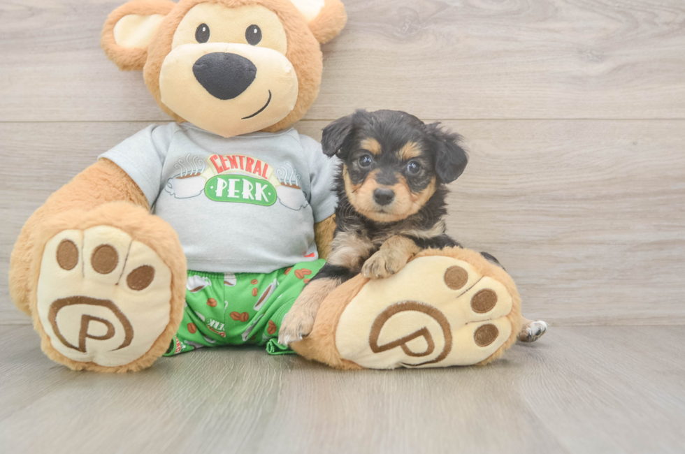 5 week old Mini Aussiedoodle Puppy For Sale - Puppy Love PR