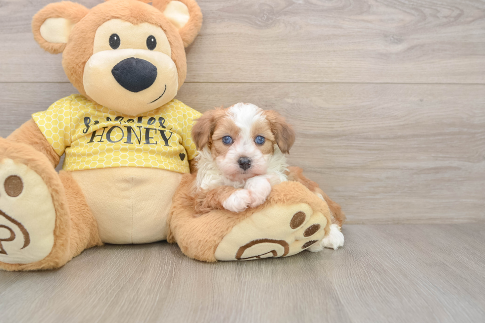 Best Mini Aussiedoodle Baby