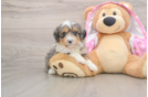 Best Mini Aussiedoodle Baby