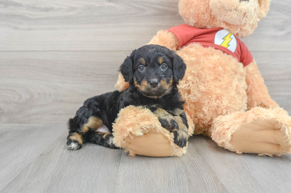 7 week old Mini Aussiedoodle Puppy For Sale - Puppy Love PR