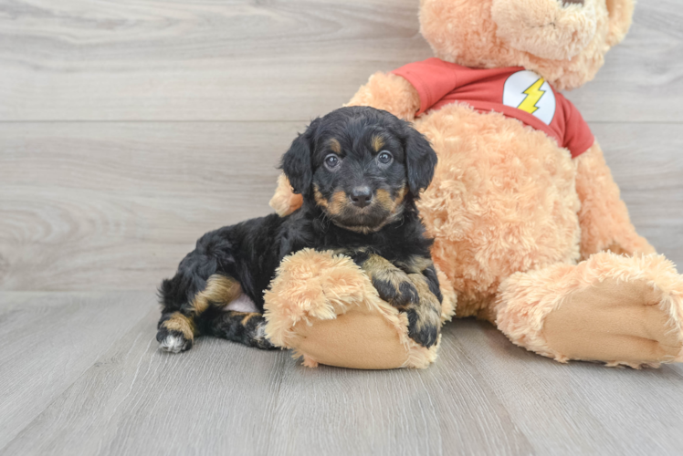 Meet Fig - our Mini Aussiedoodle Puppy Photo 1/3 - Puppy Love PR Sweet Mini Aussiedoodle Baby