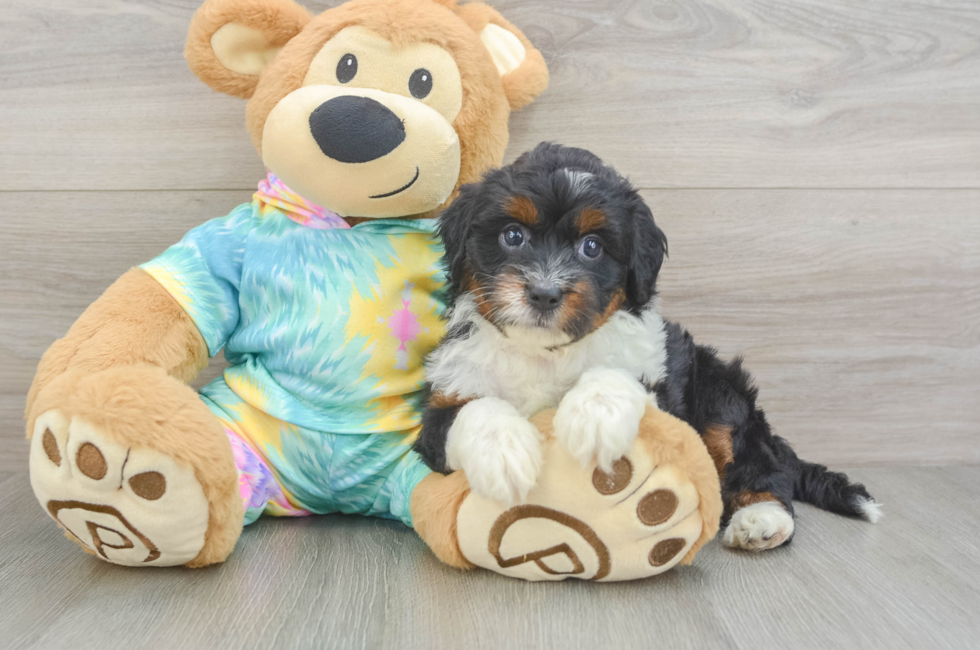 5 week old Mini Aussiedoodle Puppy For Sale - Puppy Love PR