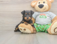 8 week old Mini Aussiedoodle Puppy For Sale - Puppy Love PR
