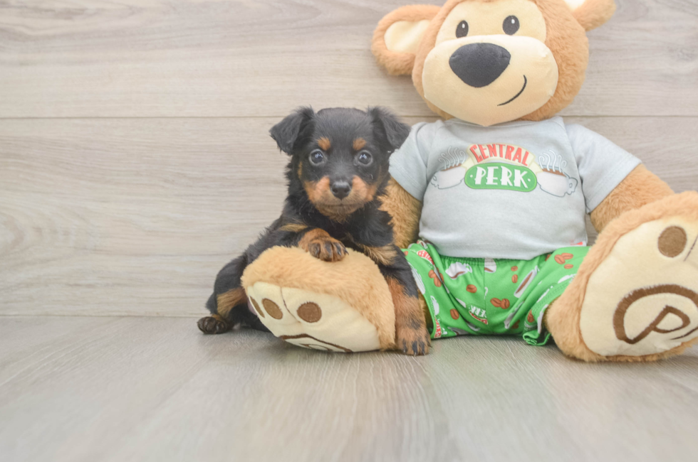 5 week old Mini Aussiedoodle Puppy For Sale - Puppy Love PR