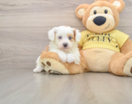 6 week old Mini Aussiedoodle Puppy For Sale - Puppy Love PR