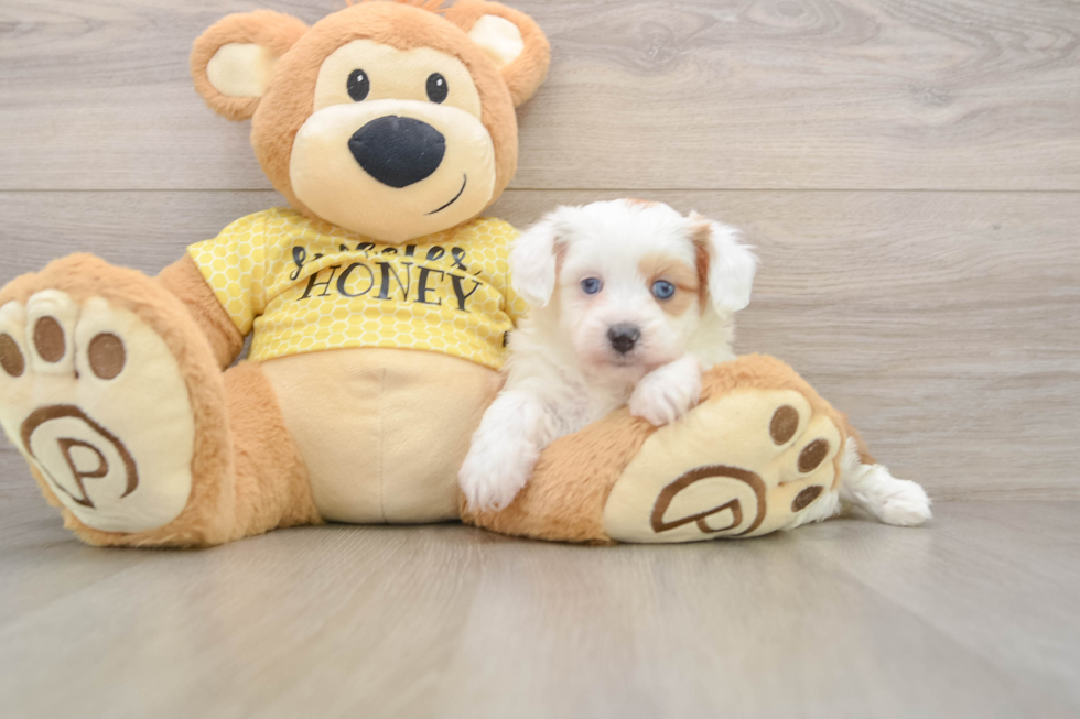 Smart Mini Aussiedoodle Poodle Mix Pup