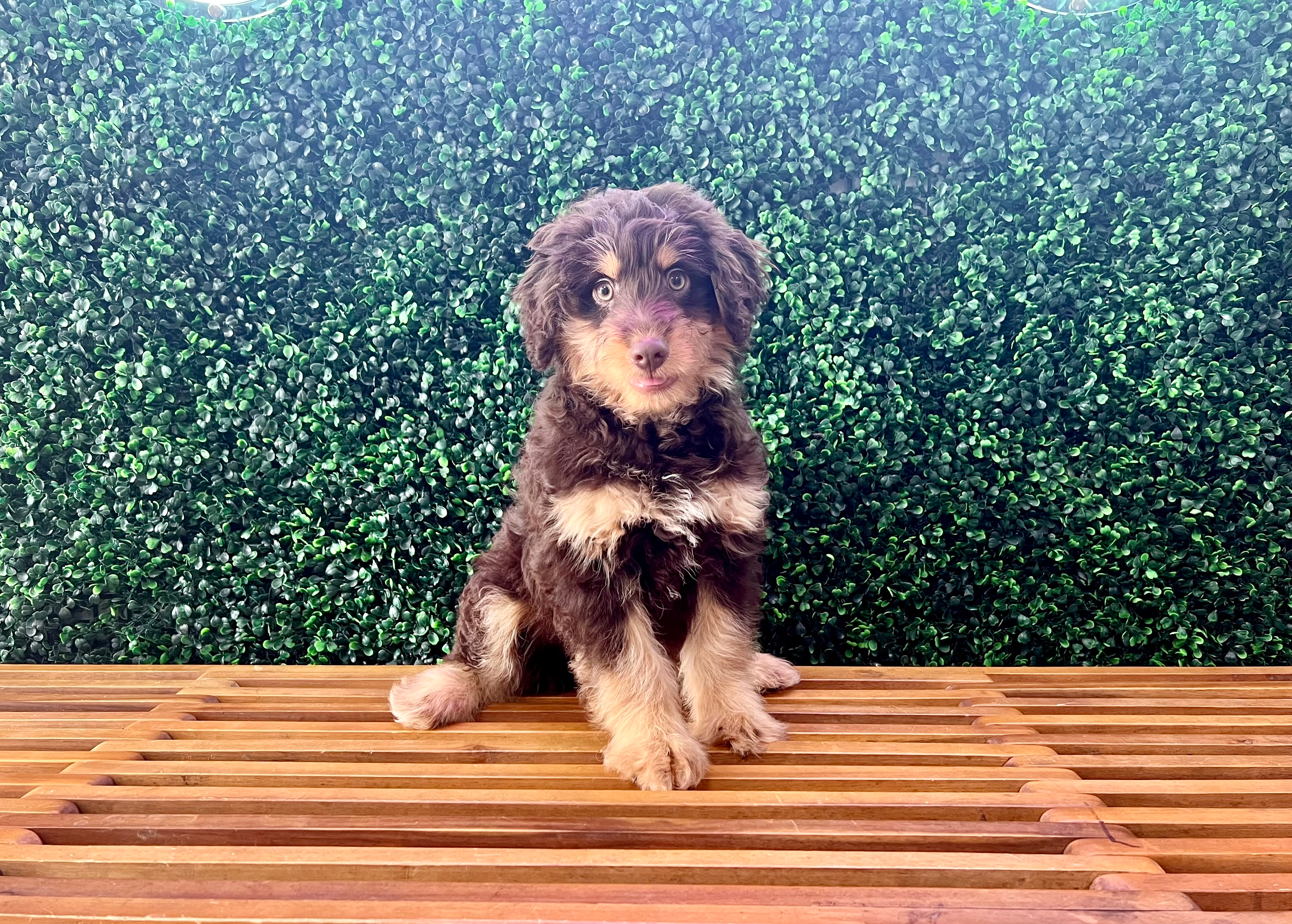 Best Mini Aussiedoodle Baby