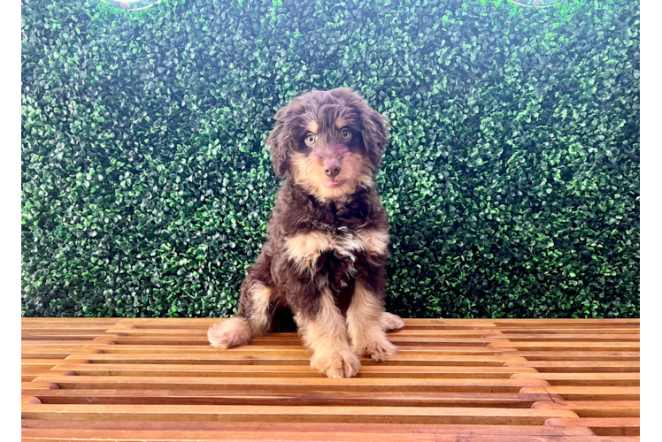 Meet Figaro - our Mini Aussiedoodle Puppy Photo 1/4 - Puppy Love PR Best Mini Aussiedoodle Baby
