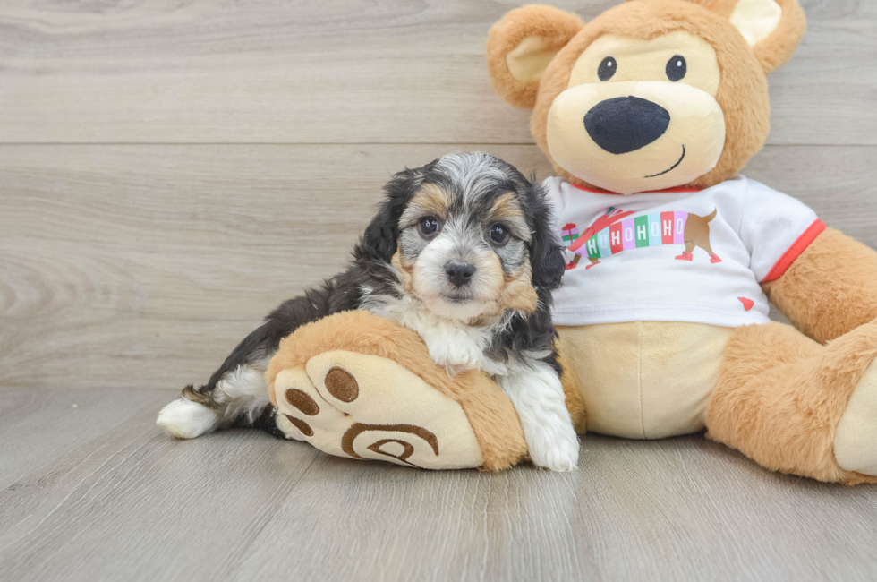 5 week old Mini Aussiedoodle Puppy For Sale - Puppy Love PR