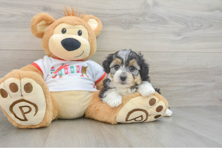Meet Figaro - our Mini Aussiedoodle Puppy Photo 1/3 - Puppy Love PR Cute Mini Aussiedoodle Baby