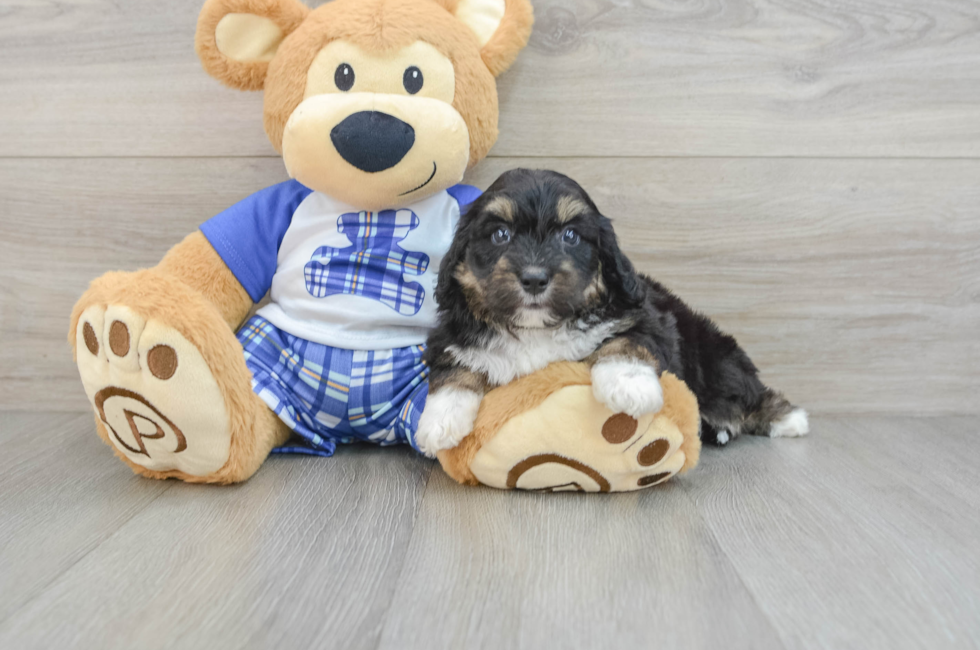 6 week old Mini Aussiedoodle Puppy For Sale - Puppy Love PR