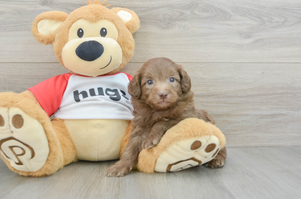 5 week old Mini Aussiedoodle Puppy For Sale - Puppy Love PR