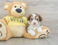 8 week old Mini Aussiedoodle Puppy For Sale - Puppy Love PR