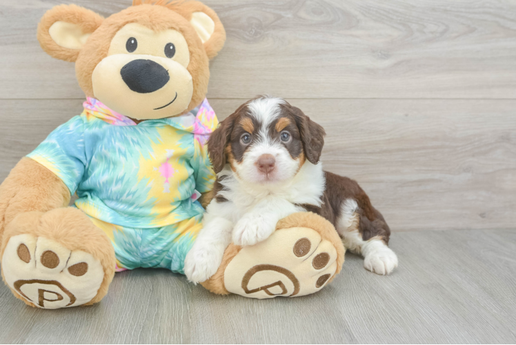 Smart Mini Aussiedoodle Poodle Mix Pup