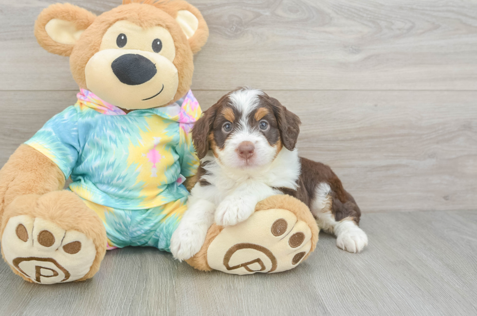 5 week old Mini Aussiedoodle Puppy For Sale - Puppy Love PR