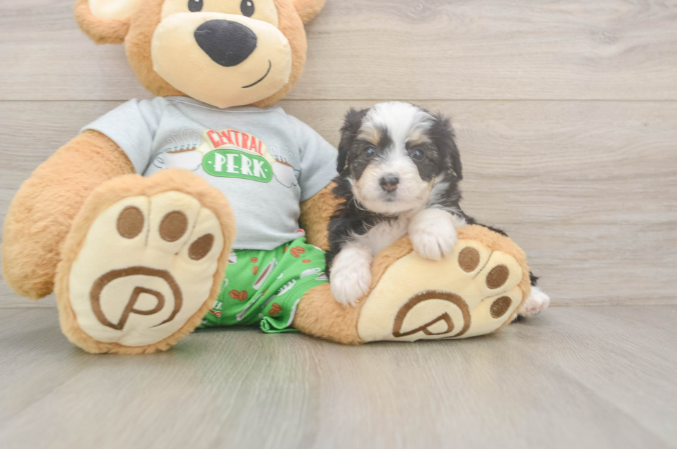 5 week old Mini Aussiedoodle Puppy For Sale - Puppy Love PR