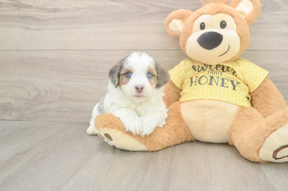 5 week old Mini Aussiedoodle Puppy For Sale - Puppy Love PR
