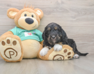 5 week old Mini Aussiedoodle Puppy For Sale - Puppy Love PR