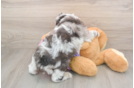 Adorable Aussiepoo Poodle Mix Puppy