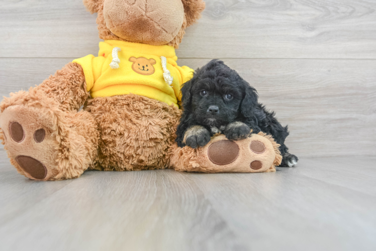 Meet Finnick - our Mini Aussiedoodle Puppy Photo 1/3 - Puppy Love PR Energetic Aussiepoo Poodle Mix Puppy