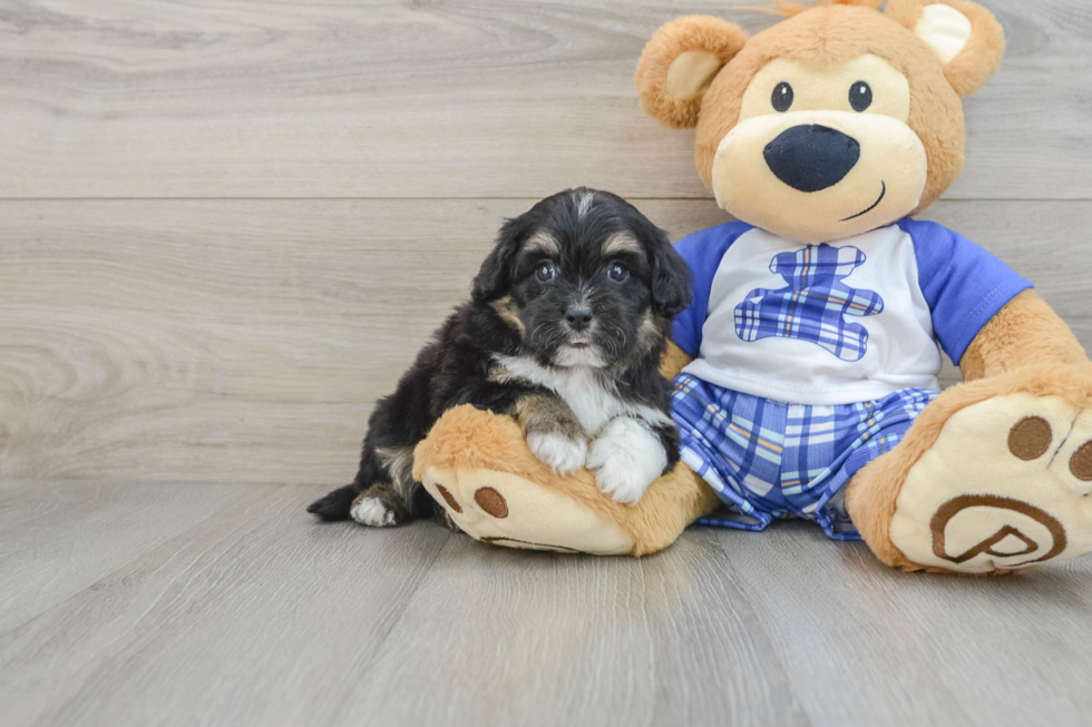 Sweet Mini Aussiedoodle Baby