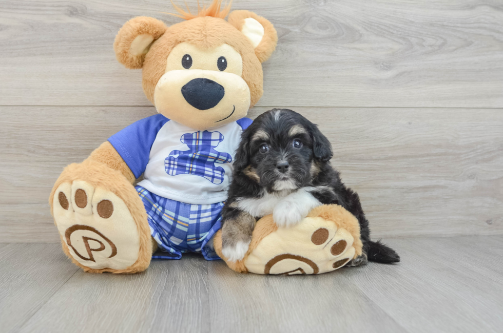 6 week old Mini Aussiedoodle Puppy For Sale - Puppy Love PR