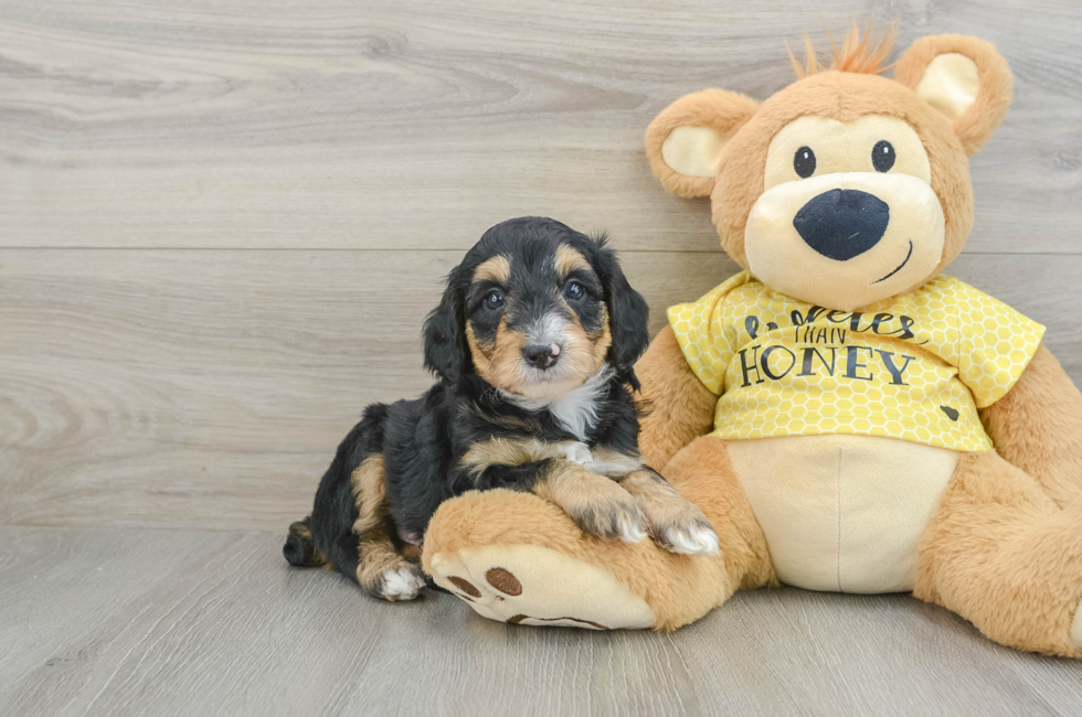 6 week old Mini Aussiedoodle Puppy For Sale - Puppy Love PR