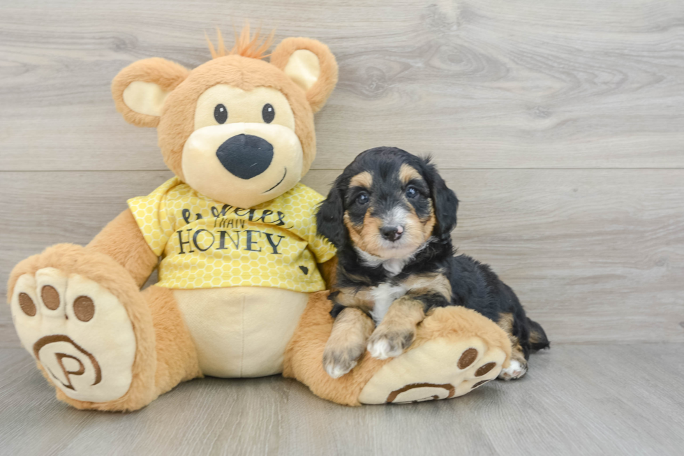 Sweet Mini Aussiedoodle Baby