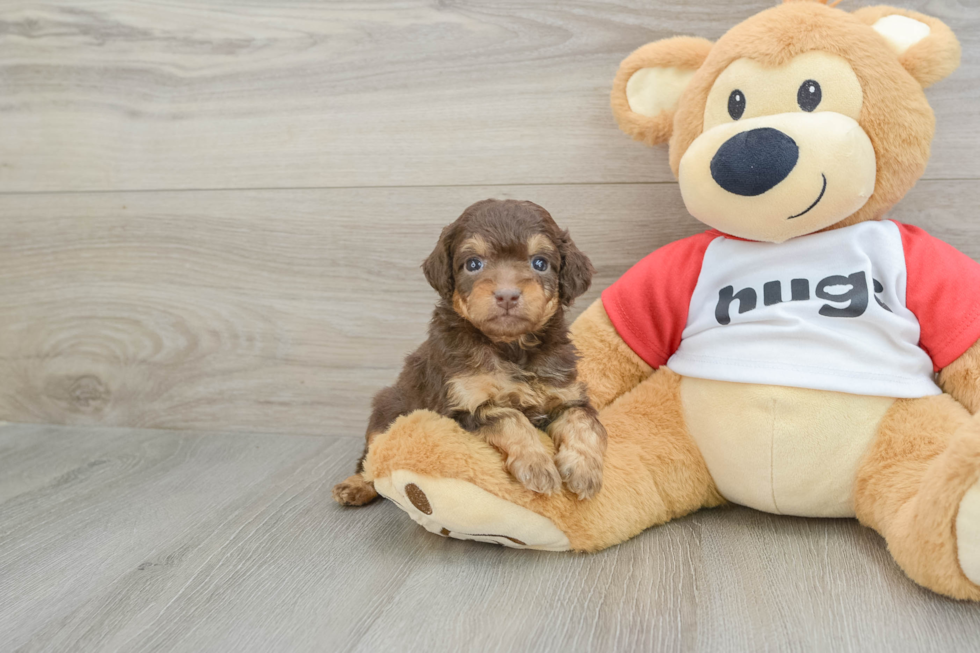 Mini Aussiedoodle Pup Being Cute