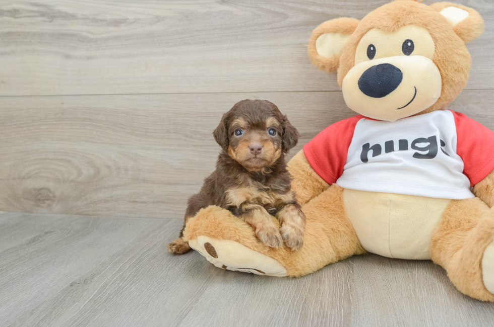 8 week old Mini Aussiedoodle Puppy For Sale - Puppy Love PR