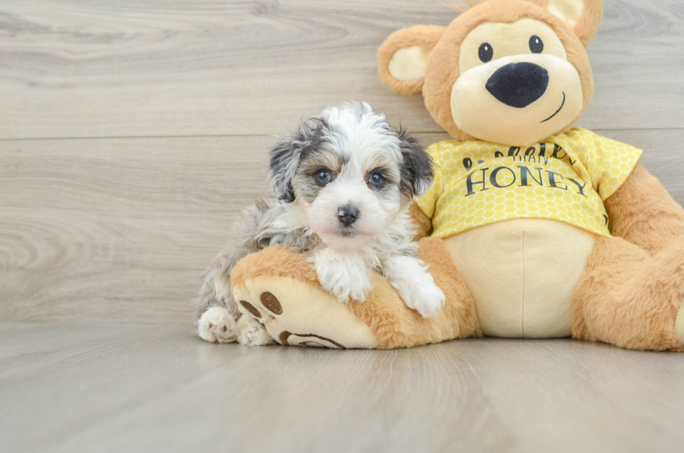7 week old Mini Aussiedoodle Puppy For Sale - Puppy Love PR