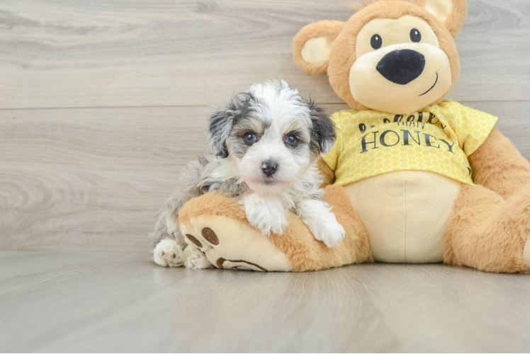 Meet Finnick - our Mini Aussiedoodle Puppy Photo 1/3 - Puppy Love PR Funny Mini Aussiedoodle Poodle Mix Pup
