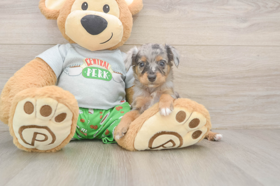 5 week old Mini Aussiedoodle Puppy For Sale - Puppy Love PR