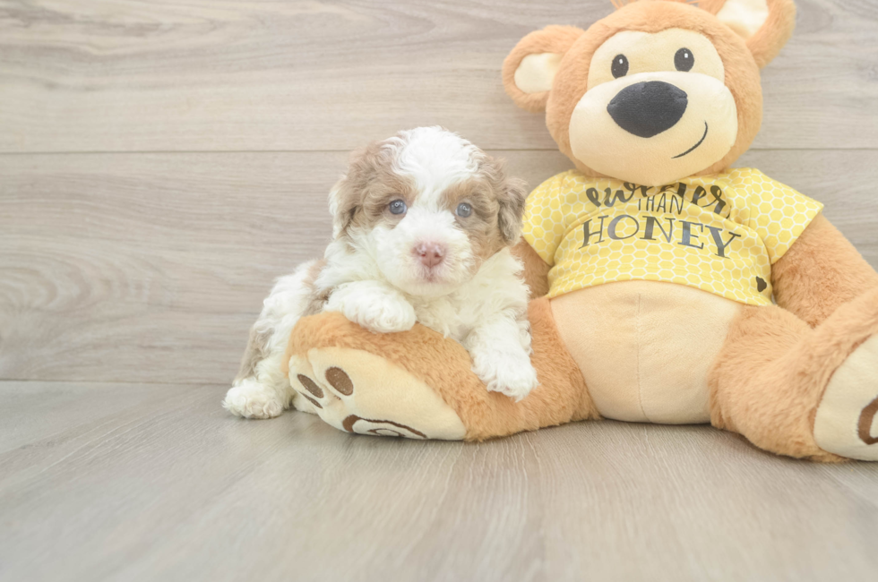 5 week old Mini Aussiedoodle Puppy For Sale - Puppy Love PR